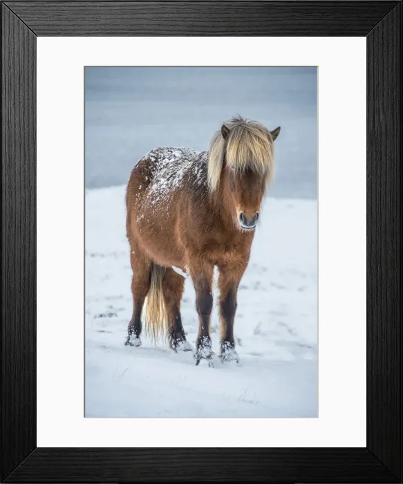 Framed Print : Icelandic horse in winter snows Framed Print : Icelandic horse in winter snows