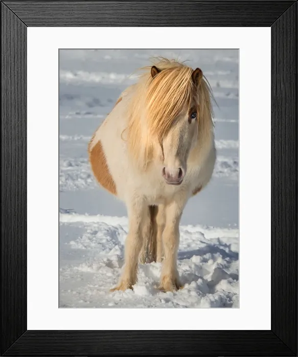 Framed Print : Icelandic horse in foal Framed Print : Icelandic horse in foal