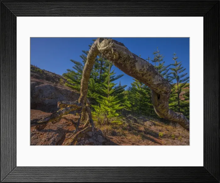 Framed Print : Exposed tree roots on Phillip Island