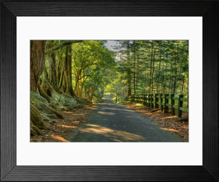 Framed Print : First light at the Morton Bay Fig trees Framed Print : First light at the Morton Bay Fig trees