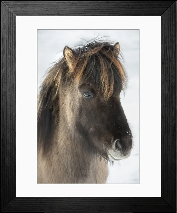 Framed Print : Icelandic horse