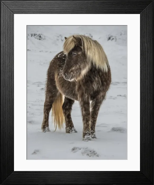 Framed Print : Icelandic horse Framed Print : Icelandic horse