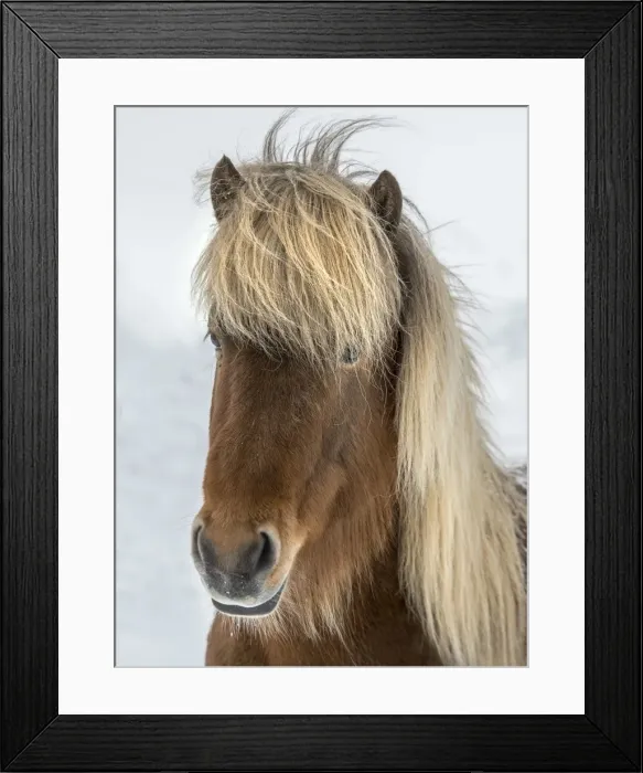 Framed Print : Icelandic horse