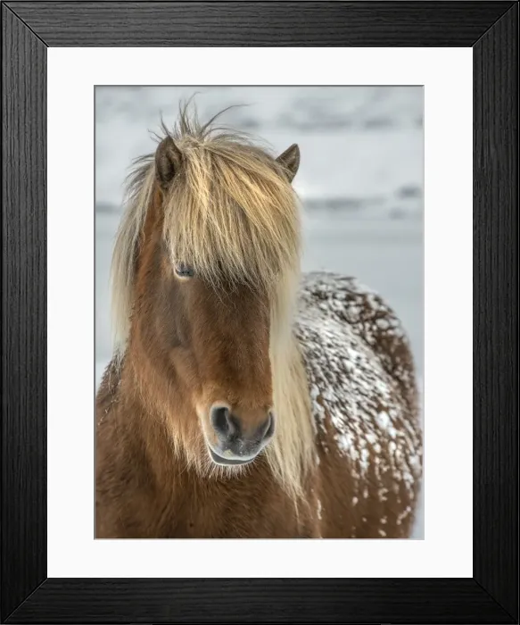 Framed Print : Icelandic horse