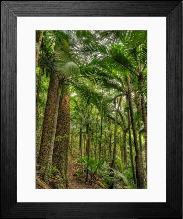 Framed Print : Bridle track Framed Print : Bridle track