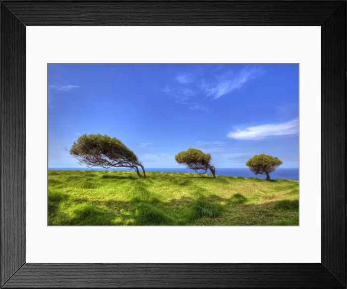 Framed Print : Bent to the prevailing winds Framed Print : Bent to the prevailing winds
