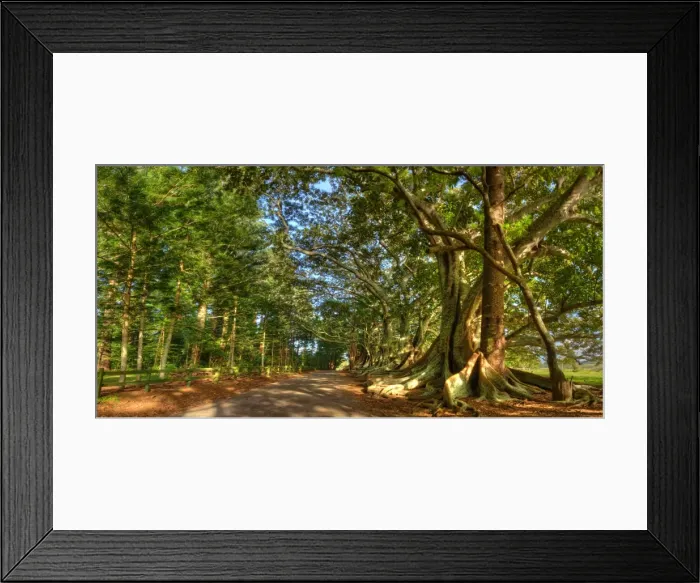 Framed Print : New Farm road
