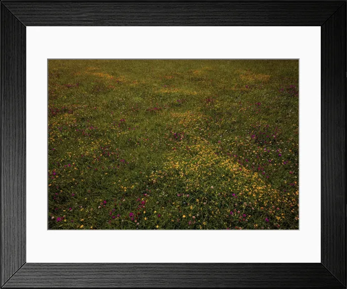 Framed Print : Summer fields Framed Print : Summer fields