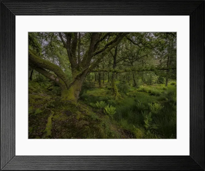 Framed Print : Woodlands near loch Awe Framed Print : Woodlands near loch Awe