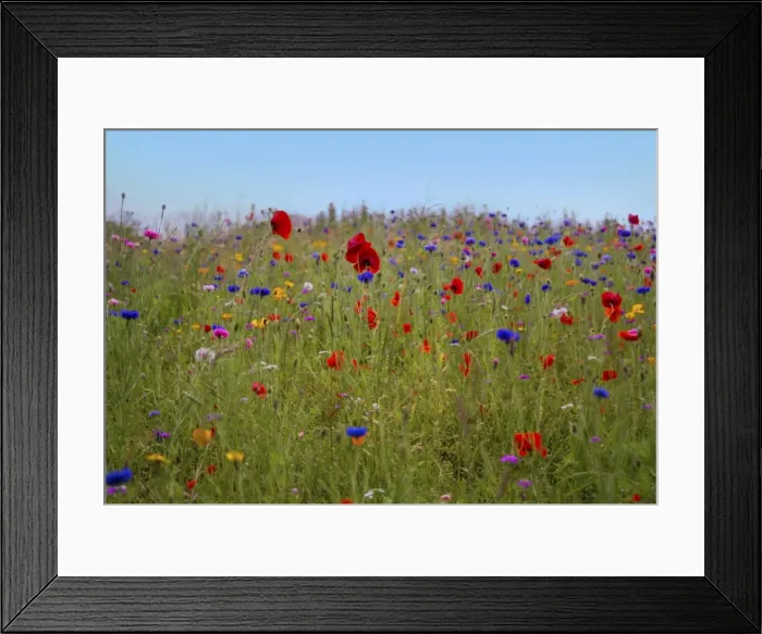 Framed Print : Summer wild flowers
