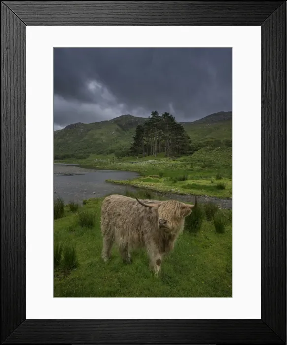 Framed Print : Highland cow Framed Print : Highland cow