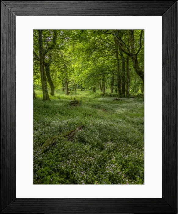 Framed Print : Woodlands in Spring Framed Print : Woodlands in Spring