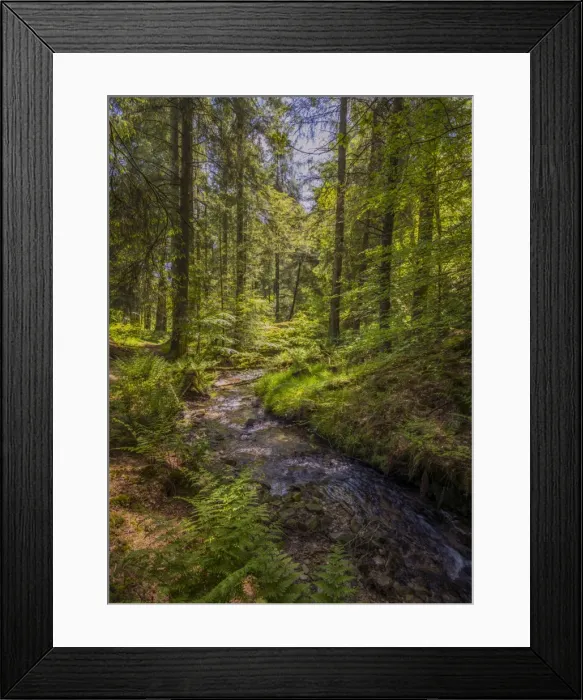 Framed Print : Simonsbath Forest Framed Print : Simonsbath Forest