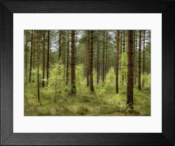 Framed Print : Moors Valley forest Framed Print : Moors Valley forest