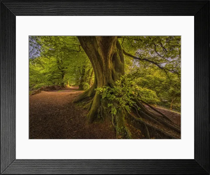 Framed Print : Walking track on Lewesdon hill Framed Print : Walking track on Lewesdon hill