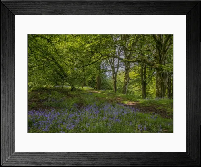 Framed Print : Lewesdon Hill Spring Framed Print : Lewesdon Hill Spring