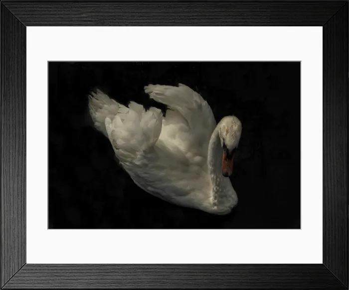 Framed Print : Mute Swan at Abbotsbury, Dorset England Framed Print : Mute Swan at Abbotsbury, Dorset England