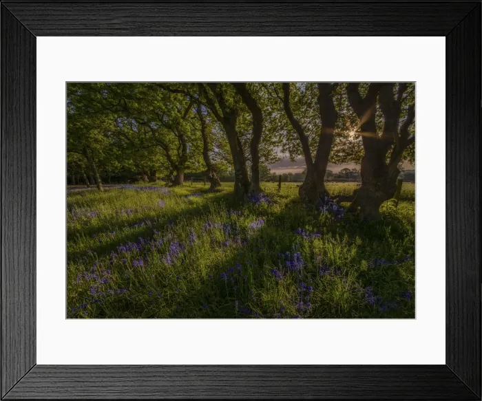 Framed Print : Spring Bluebells Stokeford Framed Print : Spring Bluebells Stokeford