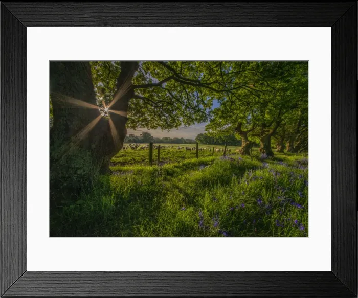 Framed Print : Sunstar Stokeford meadow Framed Print : Sunstar Stokeford meadow