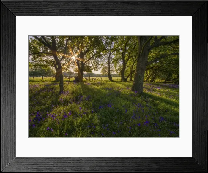 Framed Print : First light at Stokeford