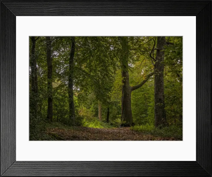 Framed Print : Dorset woodland
