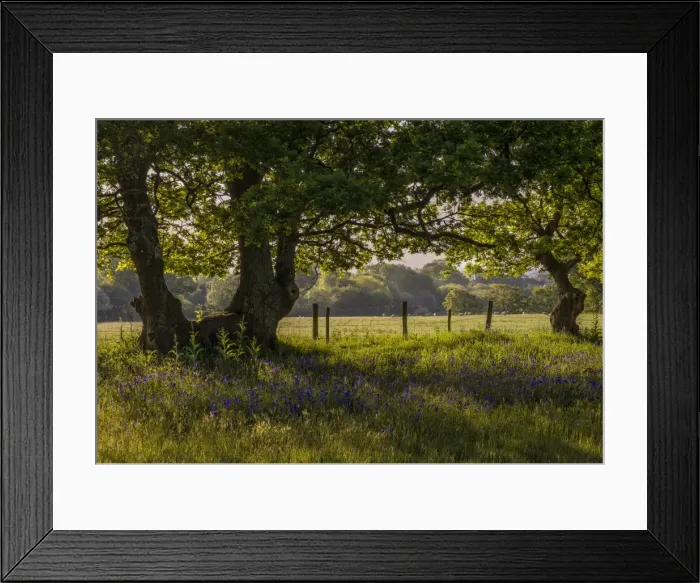 Framed Print : Dawn Light Stokeford Framed Print : Dawn Light Stokeford