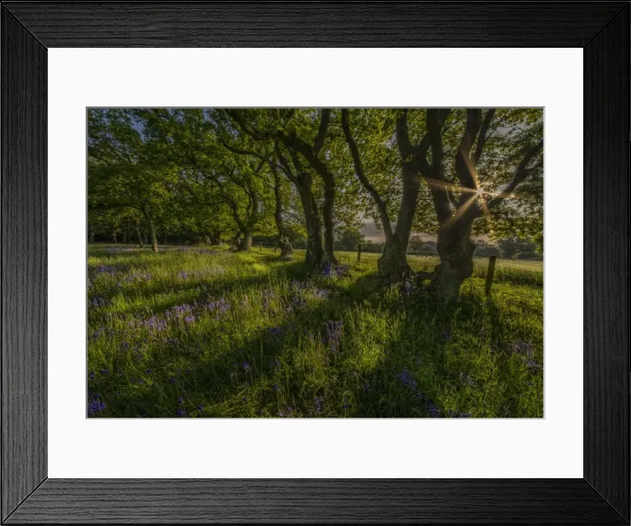 Framed Print : Bluebells at dawn
