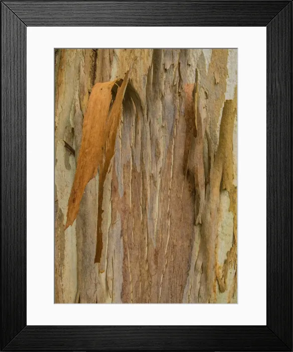 Framed Print : Swamp Peppermint