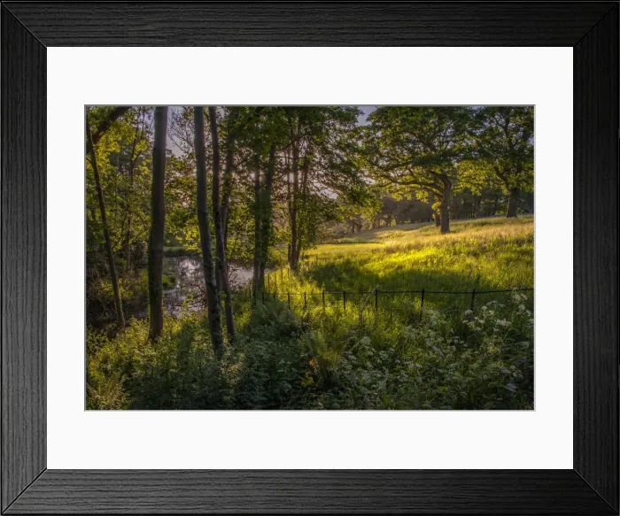 Framed Print : Forest Tranquillity Framed Print : Forest Tranquillity