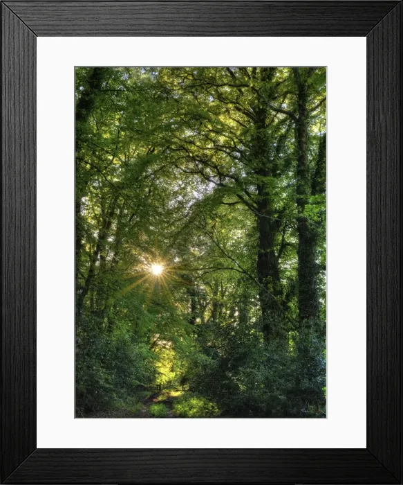 Framed Print : Creech Forest Sunburst Framed Print : Creech Forest Sunburst