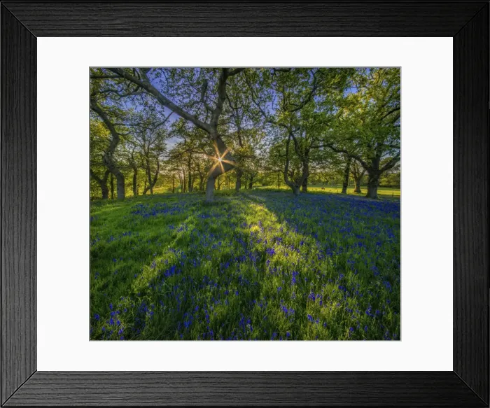 Framed Print : Bluebells in Evening Light Framed Print : Bluebells in Evening Light