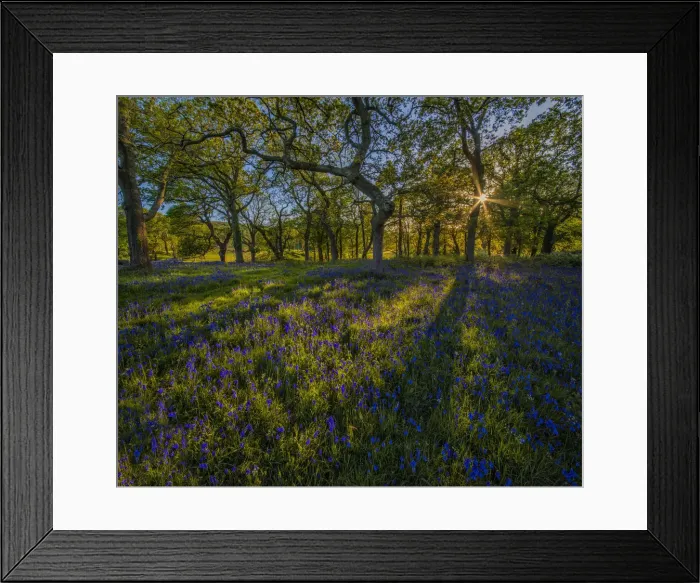 Framed Print : Bluebells at Creech Dorset Framed Print : Bluebells at Creech Dorset
