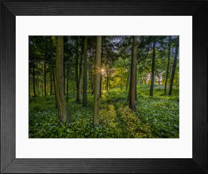 Framed Print : Springtime in the Forest Framed Print : Springtime in the Forest