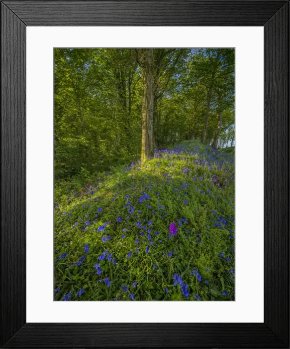 Framed Print : Bluebells flowering at East Morden