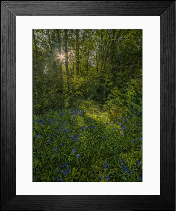 Framed Print : Bluebells in bloom East Morden