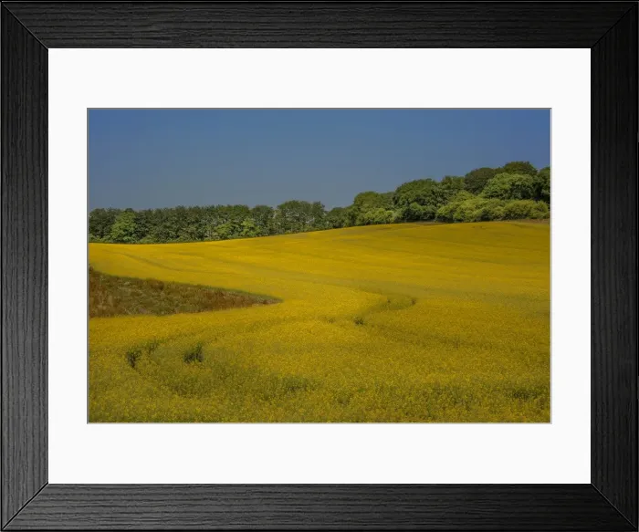 Framed Print : Canola field in dorset Framed Print : Canola field in dorset