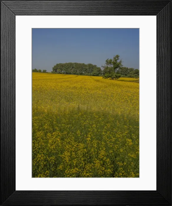 Framed Print : Canola field