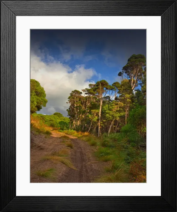 Framed Print : Forest Track South Framed Print : Forest Track South
