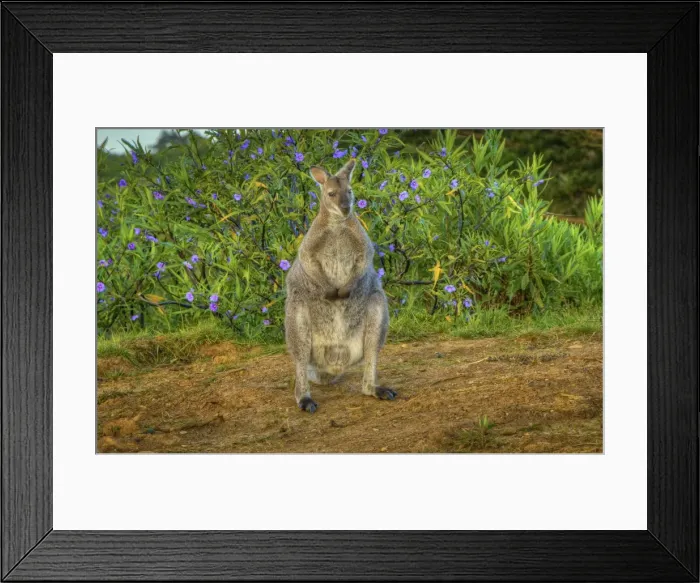 Framed Print : Bennetts Wallaby, King Island, Tasmania Framed Print : Bennetts Wallaby, King Island, Tasmania