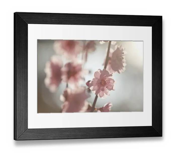 Framed Print : Pink spring blossoms Framed Print : Pink spring blossoms