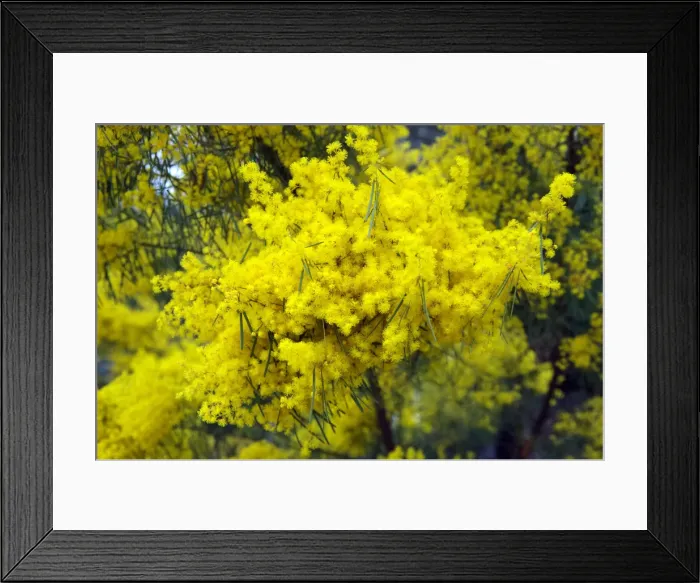 Framed Print : Color Stories - Yellow