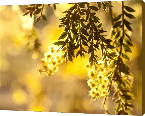 Close-up of wattle tree in bloom