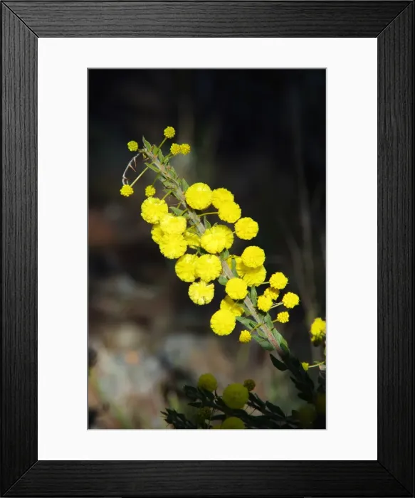 Framed Print : Divine Nature Framed Print : Divine Nature