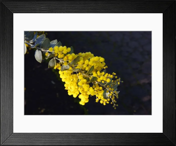 Framed Print : First Signs of Spring Framed Print : First Signs of Spring