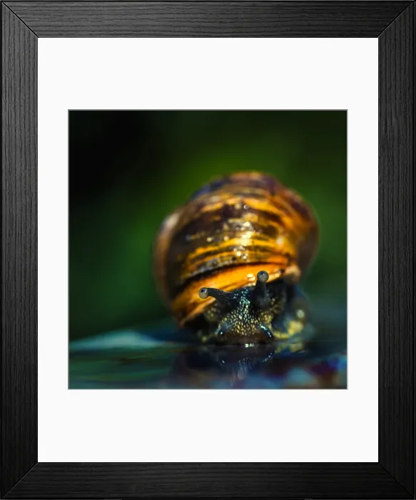 Framed Print : Australian Garden Snail