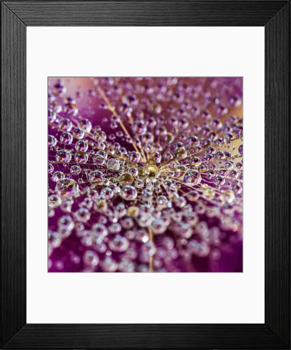Framed Print : Beautiful Dandelion drops