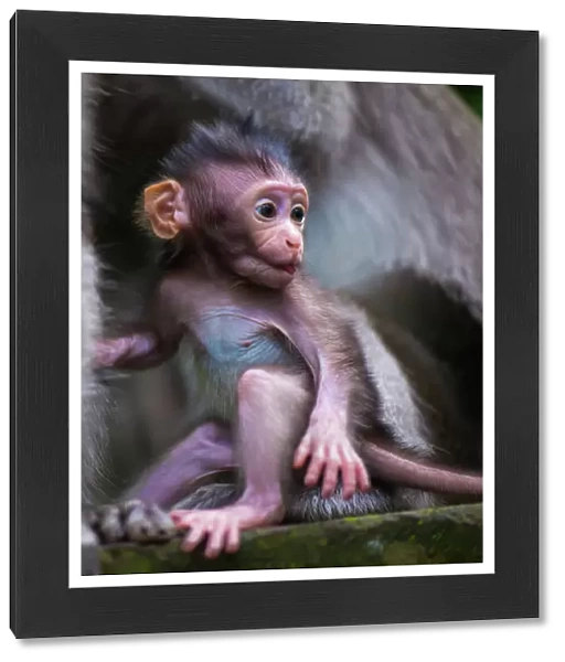 Monkey Forest, ( Bali)