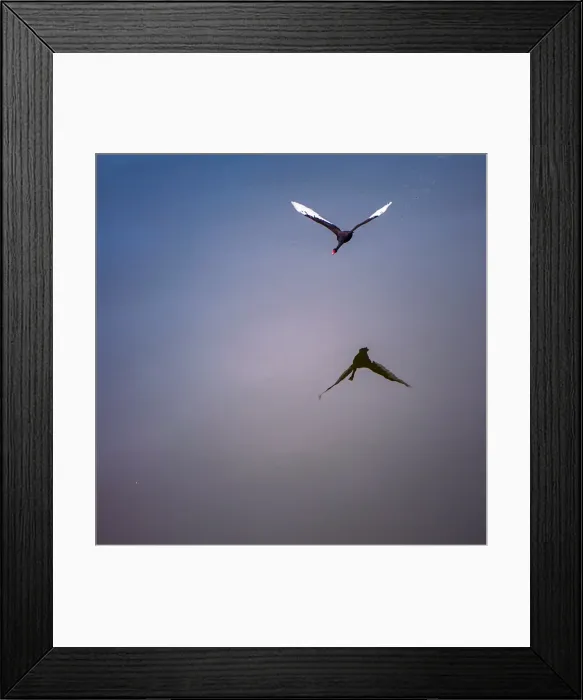 Framed Print : Swan reflection Framed Print : Swan reflection