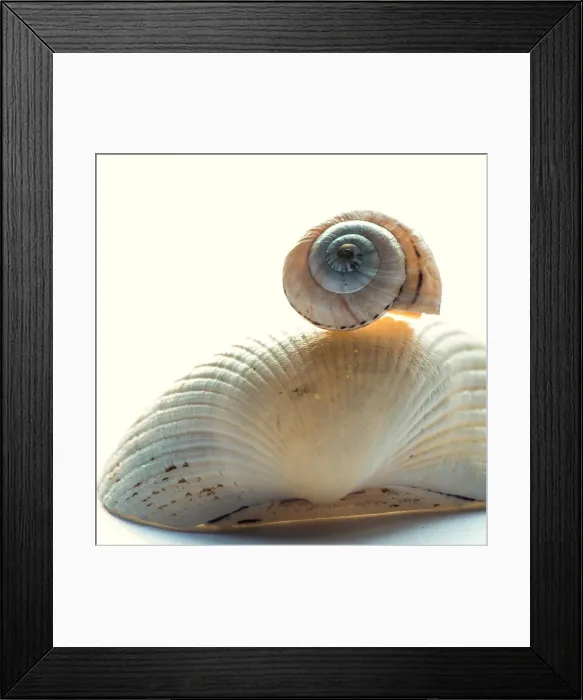 Framed Print : Sea Shell Close up Framed Print : Sea Shell Close up