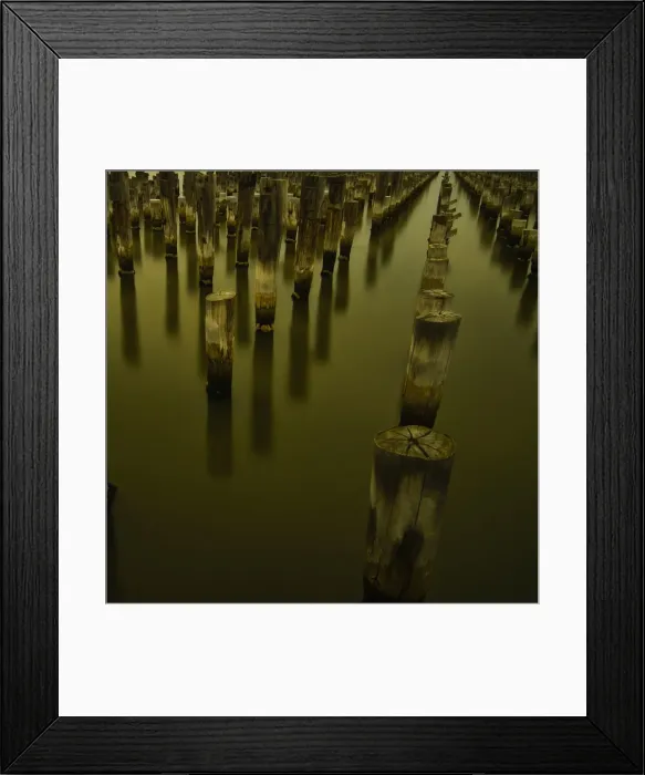 Framed Print : Forest Stumps Framed Print : Forest Stumps